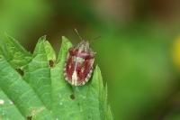 Eurygaster testudinaria