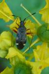 Closterotomus biclavatus