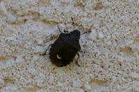 Holcostethus sphacelatus