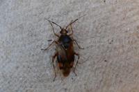 Deraeocoris ruber