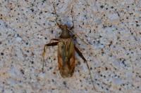 Phytocoris
