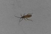 Leptopterna