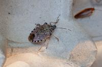 Halyomorpha halys