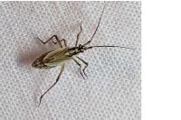 Leptopterna dolabrata
