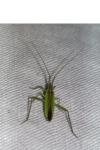 Notostira elongata