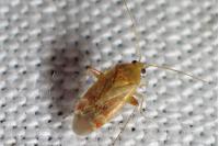 Psallus varians