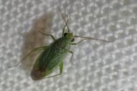 Orthotylus virescens
