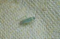 Orthotylus