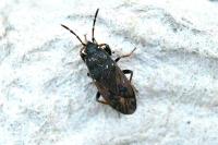 Megalonotus sabulicola