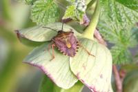 Carpocoris fuscispinus