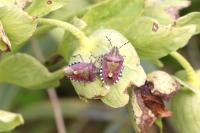 Dolycoris baccarum
