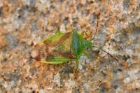 Elasmostethus minor