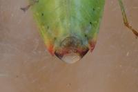 Elasmostethus minor