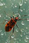 Corizus hyoscyami hyoscyami