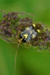 Liocoris tripustulatus