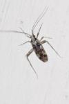 Phytocoris tiliae