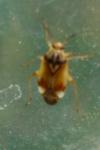 Lygus pratensis