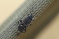 Graptopeltus lynceus