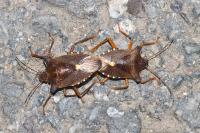 Pentatoma rufipes