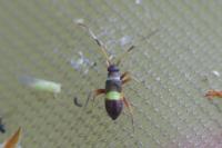 Closterotomus biclavatus