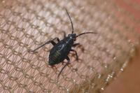 Macrotylus herrichi