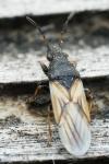 Metopoplax ditomoides