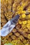 Metopoplax ditomoides