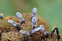 Metopoplax ditomoides