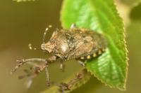 Rhaphigaster nebulosa