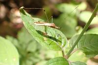Metatropis rufescens