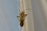 Adelphocoris lineolatus