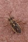 Brachycarenus tigrinus