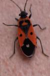Melanocoryphus albomaculatus