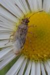 Nysius senecionis