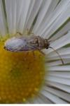 Nysius senecionis