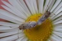 Nysius senecionis