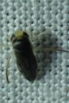 Sigara lateralis