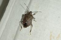 Halyomorpha halys