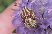 Carpocoris