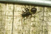 Miris striatus