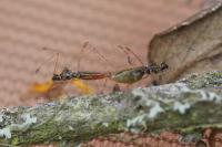 Gampsocoris punctipes punctipes