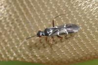 Globiceps sphaegiformis