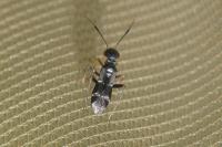 Globiceps sphaegiformis