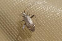 Closterotomus fulvomaculatus
