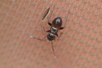 Pilophorus