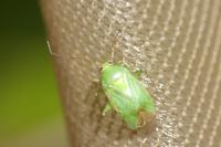 Apolygus spinolae