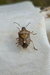 Dolycoris baccarum