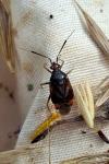 Deraeocoris ruber