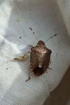 Peribalus strictus vernalis