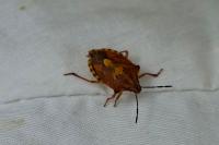 Carpocoris purpureipennis